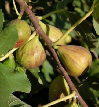 Obrzok