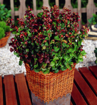 Traubenheide CURLY RED 20-30 cm, Cont. 2 l