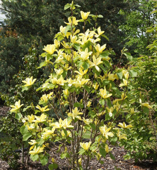 Magnolie 'DAPHNE' auf Stamm 140 cm, Cont. 5 l