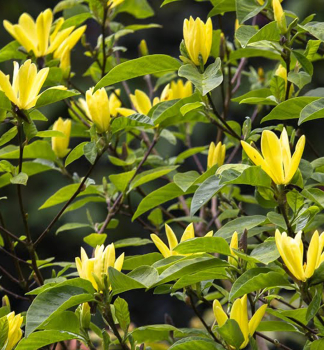 Magnolie 'DAPHNE' auf Stamm 180 cm, Cont. 15 l