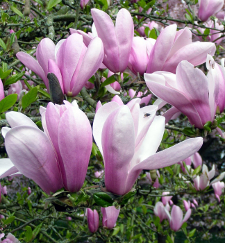 Magnolie RICKI 40-50 cm, Cont. 5 l