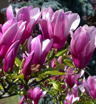 Magnolie 'SUSAN' 50-60 cm, Cont. 5 l