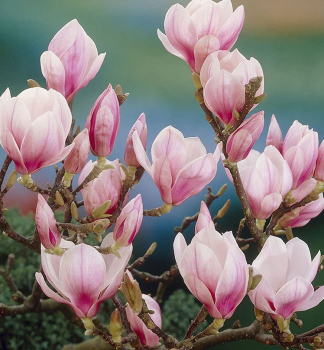 Tulpenmagnolie, auf Stamm 90 cm, Cont. 18 l