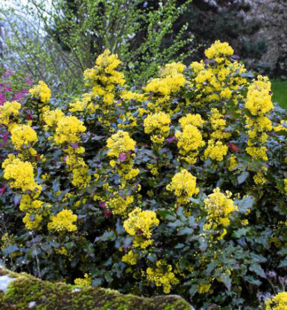 Mahonie 'SMARAGD' 20-30 cm, Cont. 2,5 l