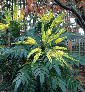 Mahonie �CHARITY� 50-60 cm, Cont. 2,5 l