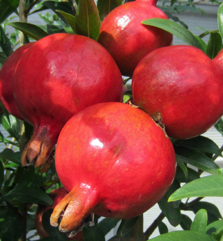Granatapfel, auf Stamm 120 cm, Cont. 6,5 l