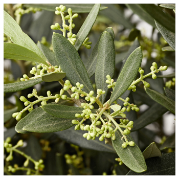 Obr�zok (5)