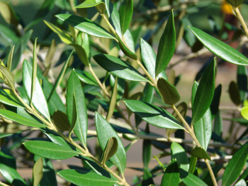Obr�zok (7)