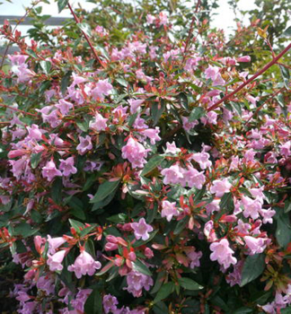 Gro�bl�tige Abelie 'EDWARD GOUCHER' 20-30 cm, Cont. 2,5 l