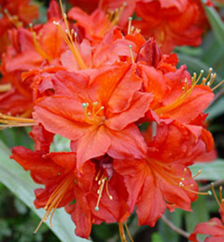 Gro�blumige Azalee 'SATAN' 70-80 cm, Cont. 2,5 l