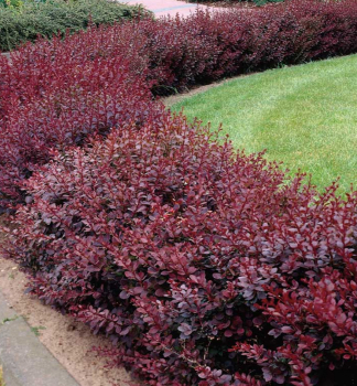 Thunberg-Berberitze ATROPURPUREA NANA 20-30 cm, Cont. 2 l