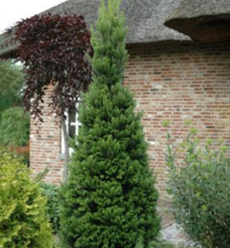 Wei-Tanne PYRAMIDALIS 20-30 cm, Cont. 5 l