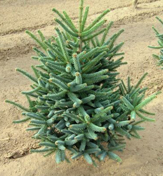 Spanische Tanne GLAUCA 40-50 cm, Cont. 7,5 l