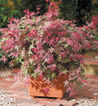 Fcherahorn 'BENI-MAIKO' 90-100 cm, Cont. 3 l