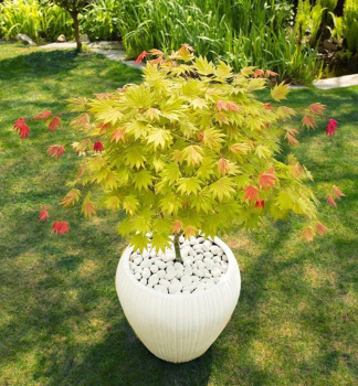 Japanischer Ahorn MOONRISE auf Stamm 50 cm, Cont. 7,5 l