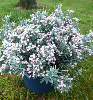 Rosmarinheide BLUE LAGOON 15-20 cm, Cont. 2 l