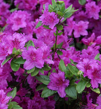 Japanische Azalee 'KNIGSTEIN' 20-30 cm, Cont. 2,5 l