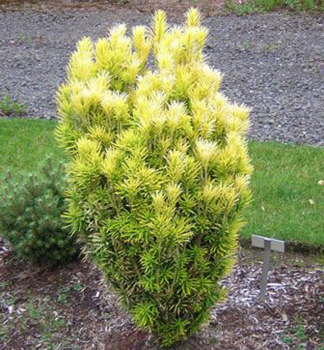 Sulenkopfeibe 'KOREAN GOLD' 20-30 cm, Cont. 3 l