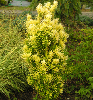 Sulenkopfeibe 'KOREAN GOLD' 50-60 cm, Cont. 3 l