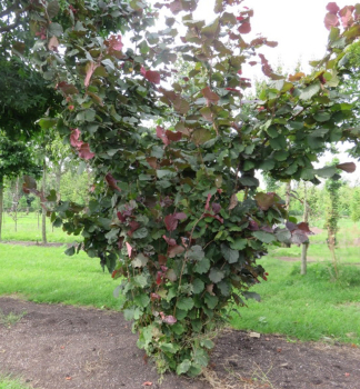 Haselnussstrauch �RODE ZELLERNOOT� 150-160 cm, Cont. 5 l