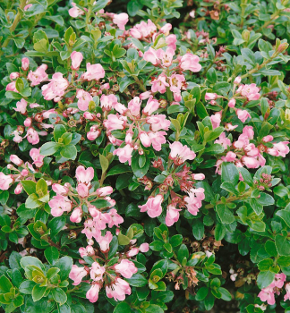 Escallonie (Andenstrauch) APPLE BLOSSOM 20-30 cm, Cont. 3 l