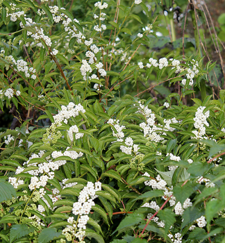 Japanische Schnfrucht LEUCOCARPA 70-80 cm, Cont. 3 l