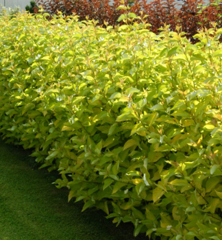 Tatarische Hartriegel AUREA 40-50 cm, Cont. 2,5 l