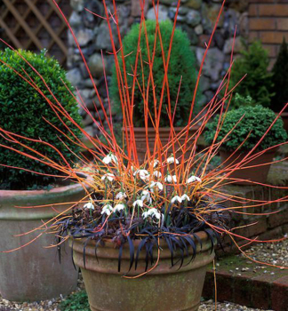 Blutroter Hartriegel MIDWINTER FIRE 15-20 cm, Cont. 2,5 l