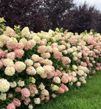 Rispenhortensie �MAGICAL SUMMER�� 30-40 cm, Cont. 2,5 l