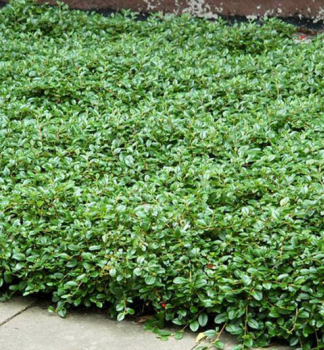 Teppich-Zwergmispel MAJOR 20-30 cm, Cont. 1 l