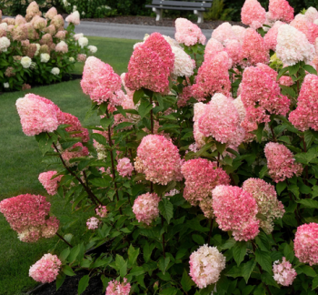 Rispenhortensie �LIVING PINK & ROSE�� 30-40 cm, Cont. 4 l