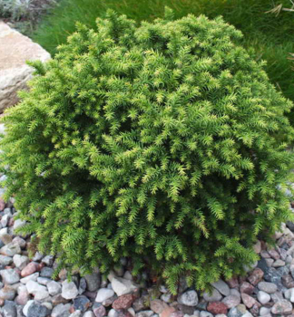 Japanische Sicheltanne MONSTROSA NANA 30-40 cm, Cont. 3 l