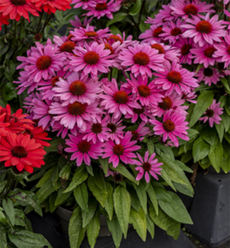 Sonnenhut (Echinacea) �CHARMING PINK�, Cont. 0,5 l