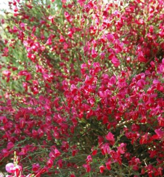 Besenginster 'BOSKOOP RUBY' 20-30 cm, Cont. 1,4 l