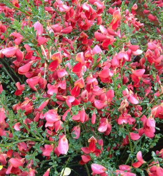 Besenginster 'BOSKOOP RUBY' 30-40 cm, Cont. 1,5 l