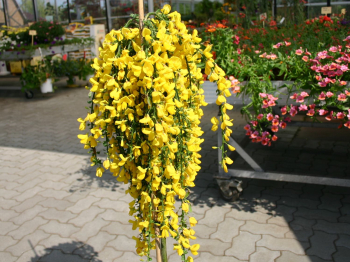 Obrzok (2)