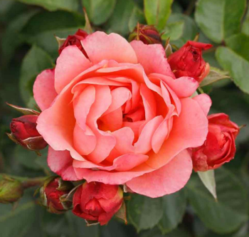 Rose 'AMBER BAY�' ** Tantau, Cont. 2 l