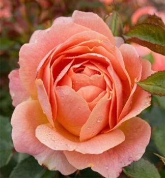 Rose 'AMBER BAY�' ** Tantau, 20-30 cm, Cont. 2 l