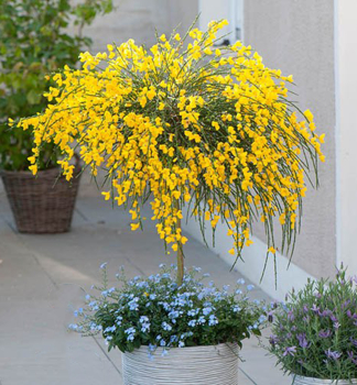 Besenginster 'GOLDEN TEARS' auf Stamm 60 cm, Cont. 5 l