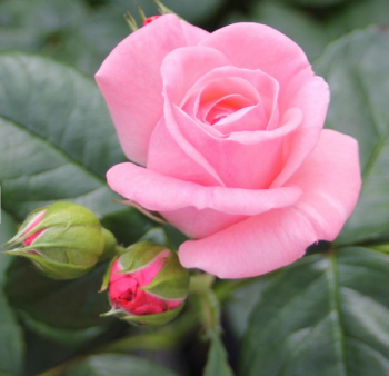 Gro�blumige Buschrose �THE QUEEN ELIZABETH ROSE�� ** Tantau, Cont. 2 l
