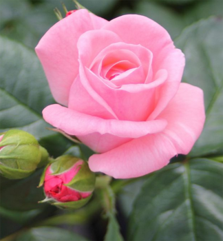 Gro�blumige Buschrose �THE QUEEN ELIZABETH ROSE�� ** Tantau, Cont. 2 l