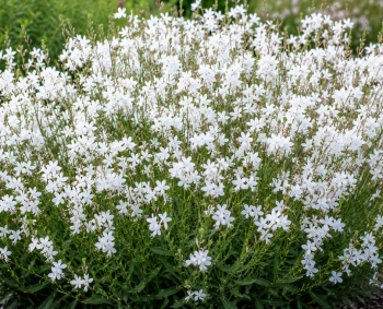 Prachtkerze �EMMELINE WHITE� Cont. 0,5 l