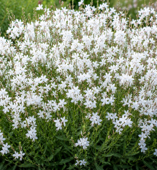 Prachtkerze �EMMELINE WHITE� Cont. 0,5 l