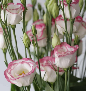 Eustoma grandiflorum (Lisianthus), Packung mit 4 Pflanzen