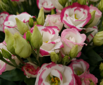 Obr�zok (2)