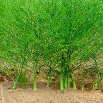 Obr�zok (1)
