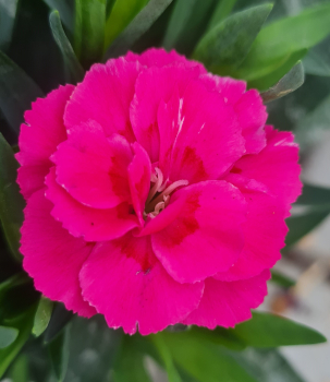 Obr�zok (1)