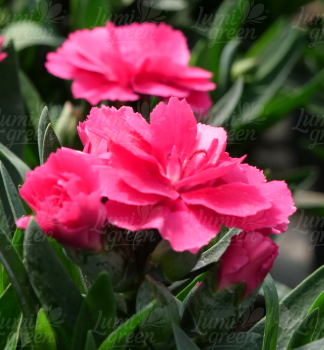 Obr�zok (4)