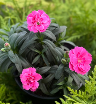 Nelke �OSCAR NEON PINK�, Cont. 0,5 l