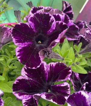 Petunie �CRAZYTUNIA COSMIC VIOLET�, Cont. 0,5 l